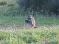 Baboon on Cape Point 