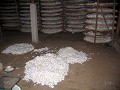 And these are the silk worms in the factory when t