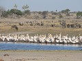 Pelikanen, gnoes en zebra in de Boteti rivier