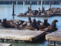 meer zeeleeuwen, pier 39, en ze zitten daar volled