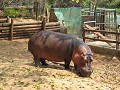 Nijlpaarden in de dierentuin, hier langs voor...