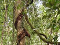 Jungle tarzan tree