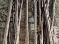Special rock wall tree