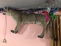 Puma aan plafond in ons hostel