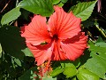 and of course, this one is all over, the red Hibis