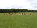 Phoenix park and their caretakers