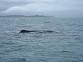 Whale Watching, Kaikoura, this is the giant sperm 