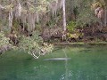 Bleu springs, manatees..