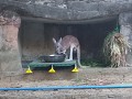 ach, hier al een kangoeroe? 