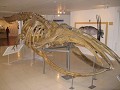 Het skelet van een walvis...  Nog steeds geen leve
