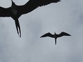 Fregatbirds...