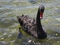 'Don't feed the black swan; it will bite you!'... 