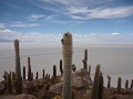 Cactuseiland op de zoutvlakten