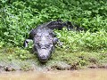 Black Crocodile