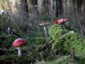IMG 0078