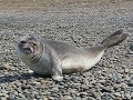 schattige zeeleeuw die even voor ons poseert