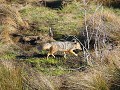 Voske in het wild