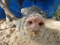 de snuit in close up