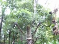 dikke junglespin