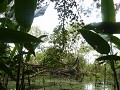 jungle moeras