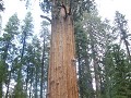 General Sherman Tree in Sequoia National Park, nie