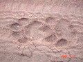 Lion paw prints