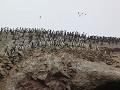 Les cormorans des iles Ballestas