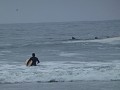 Flo ignorant les dauphins... on est la pour surfer