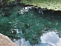 Cenote Dzibilchaltun