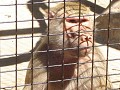 Baboon