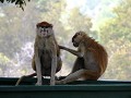 ontbijten met de aapjes