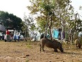 pumba op bezoek op onze camping