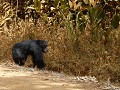 chimpansees spotten woehow, echt vet