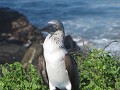 Blue Footed booby