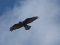 Galapagos Eagle