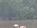 Flamingo's in koppel