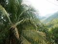 maleisiÃ« en borneo 034