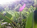 Bananenplant in ons tuintje, Santa Elena