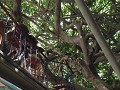 Tree House, Santa Elena