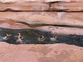 Sedona: Slide Rock State Park