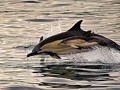 dolfijn met babydolfijntje