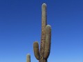 Omhels eens een cactus