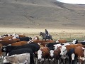 Gaucho