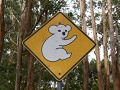 Opgepast koala's