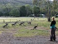 Kangoeroes in Halls Gap