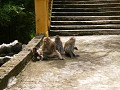 Apen aan de tempel