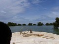 Floating forest bij het Tonle Sap meer