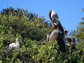 Bruine pelikaan