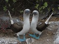 Everybody loves blue footed boobies!