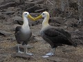 Twee albatrossen